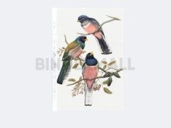 BINDEXMALL - 5921 - A