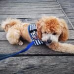 Wiz BBQT Sailor Dog Harness (Large) - Gambar 4